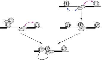 Implications of synergistic U2 recruitment for the mechanism of exon and intron recognition.