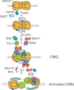 Schematic representation of DNA replication initiation