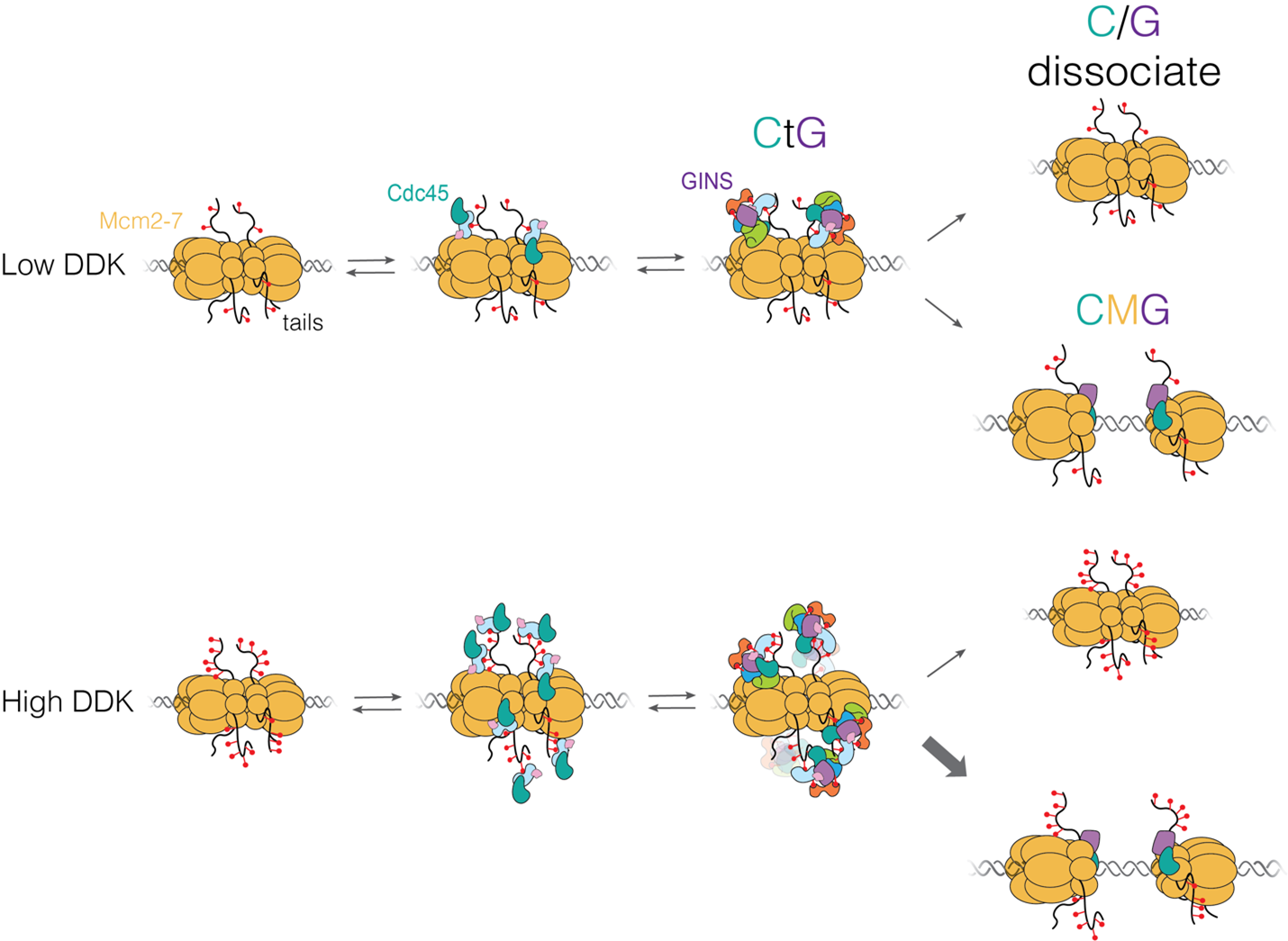 Proposed model for Cdc45-Mcm2-7-GINS (CMG) formation