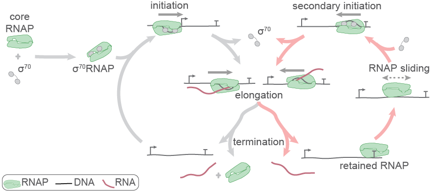 cannonical and alternative bacterial transcription cycles