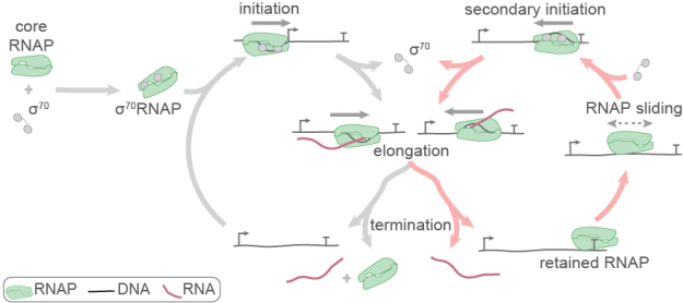 cannonical and alternative bacterial transcription cycles