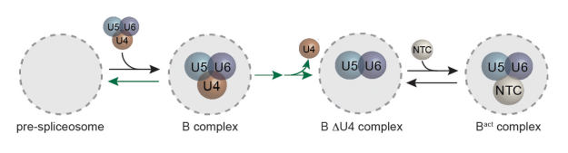 Predominant spliceosome activation pathway